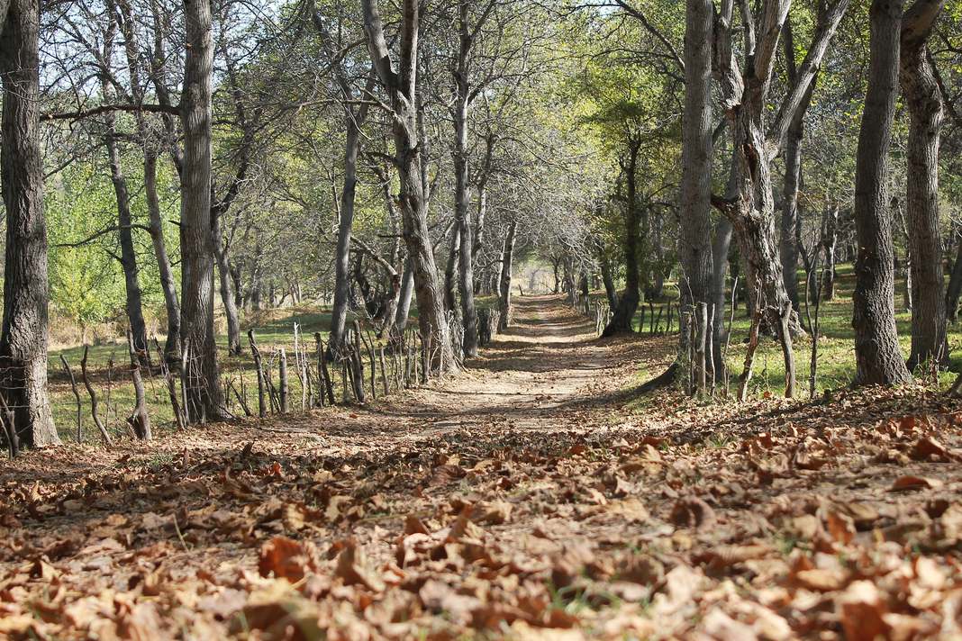 Arslanbob walnut forest